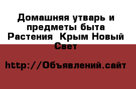 Домашняя утварь и предметы быта Растения. Крым,Новый Свет